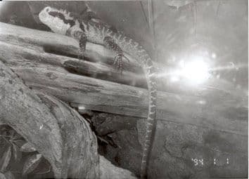 Aktiv sommer 2007