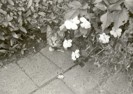 Aktiv Sommer 2011